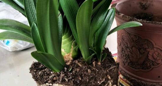 君子兰病虫害如何防治?防治措施有哪些?