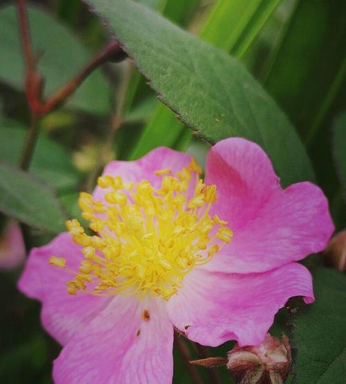 野蔷薇之花语（探秘野蔷薇的神秘语言）