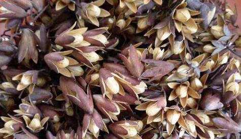 香椿什么时候上市?收获时间应该注意什么?