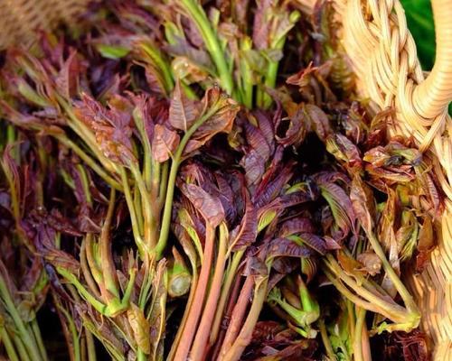 香椿什么时候上市?收获时间应该注意什么? 香椿什么时候上市?收获时间应该注意什么?