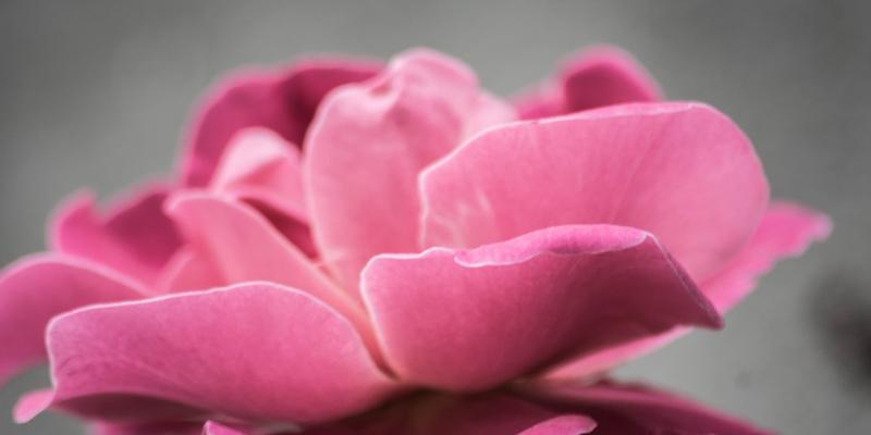 粉色玫瑰花的寓意与象征意义（解读粉色玫瑰花的浪漫）
