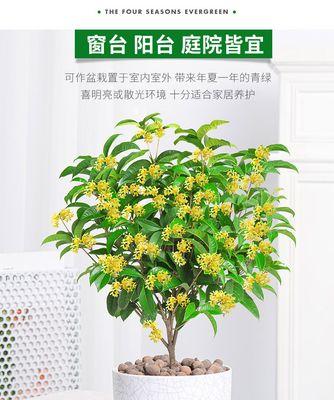 金桂适合在室内养吗?室内养殖金桂的注意事项是什么? 金桂适合在室内养吗?室内养殖金桂的注意事项是什么?