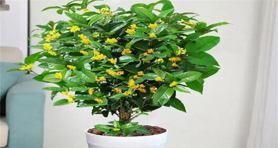 金桂适合在室内养吗?室内养殖金桂的注意事项是什么? 金桂适合在室内养吗?室内养殖金桂的注意事项是什么?