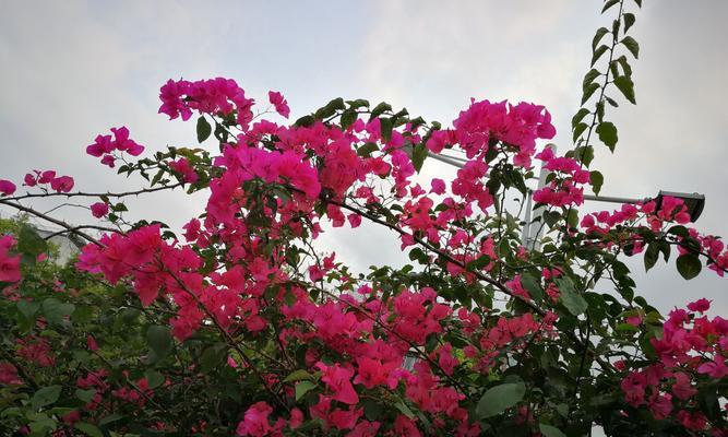 三角梅花语的神奇力量（用花开语传递情感的三角梅花）