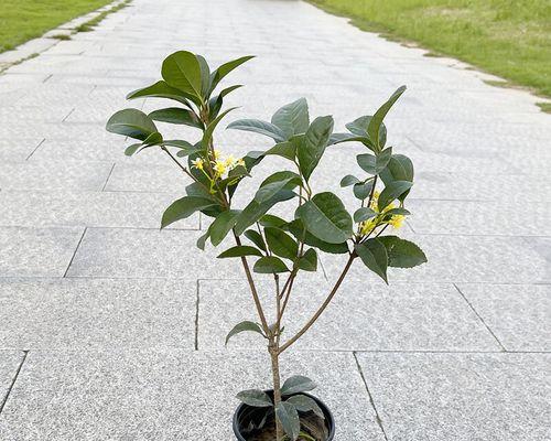 杏树几月份开花？如何判断开花时间？