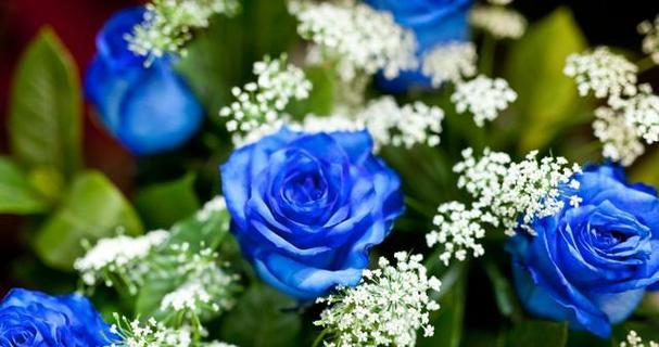 以蓝玫瑰的花语——探索罕见之美（以蓝玫瑰为媒）