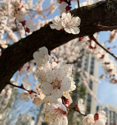 杏树几月份开花?如何判断开花时间? 杏树几月份开花?如何判断开花时间?