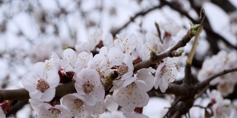 杏树几月份开花?如何判断开花时间? 杏树几月份开花?如何判断开花时间?