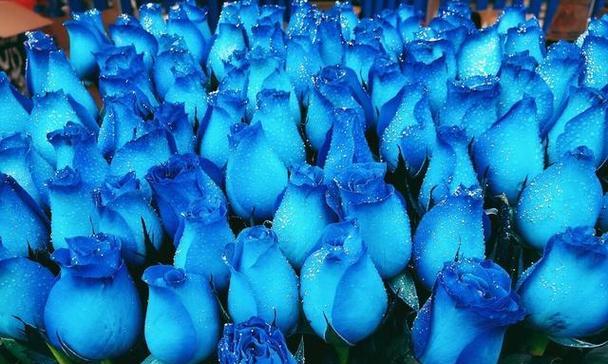 以蓝玫瑰的花语——探索罕见之美（以蓝玫瑰为媒）