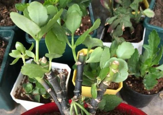 长寿花修剪的最佳时机是什么时候？剪枝后如何护理？