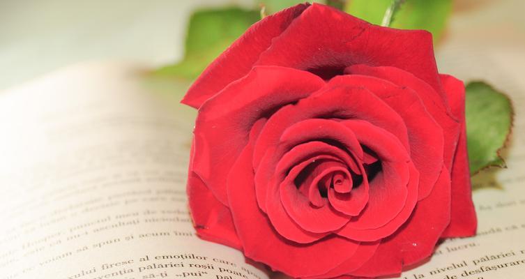 红玫瑰花的象征意义（探寻红玫瑰花的浪漫与情感）