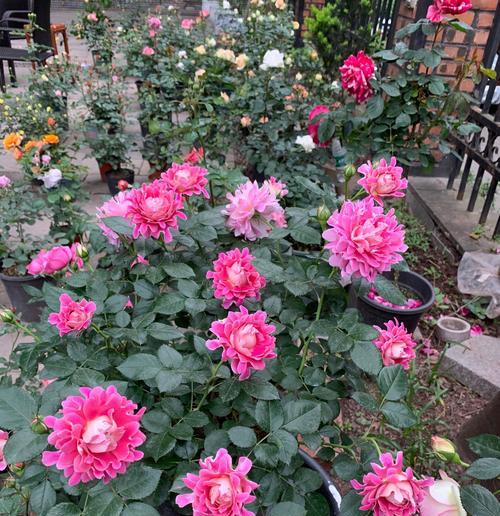 樱花公主月季有哪些优点和缺点?