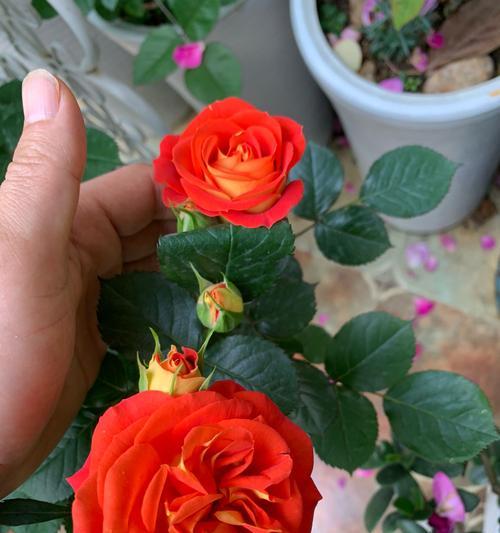 樱花公主月季有哪些优点和缺点? 樱花公主月季有哪些优点和缺点?