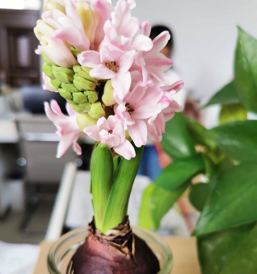 希望之花（探索象征希望的植物）