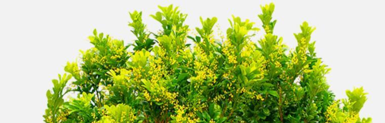 希望之花（探索象征希望的植物）