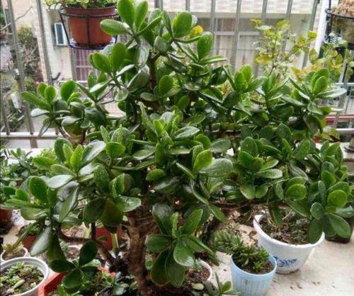 玉树换盆的最佳时机是什么时候?换盆后如何护理?