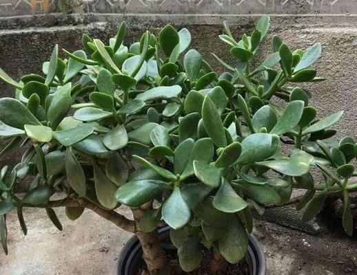 玉树换盆的最佳时机是什么时候?换盆后如何护理? 玉树换盆的最佳时机是什么时候?换盆后如何护理?