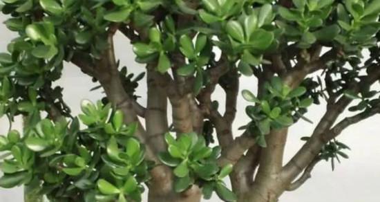 玉树换盆的最佳时机是什么时候?换盆后如何护理? 玉树换盆的最佳时机是什么时候?换盆后如何护理?