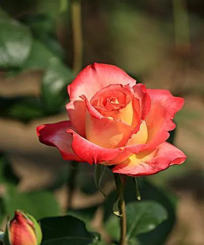 月季花花语揭秘（浪漫之美芬芳之语）