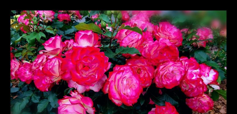 月季花花语揭秘（浪漫之美芬芳之语）