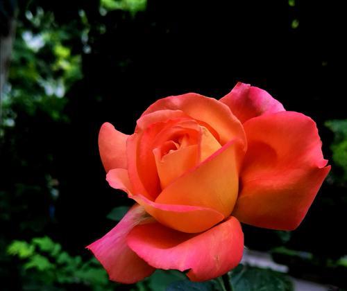 月季花花语揭秘（浪漫之美芬芳之语）