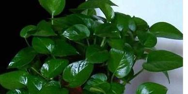 硫酸亚铁浇花有哪些好处?哪些花卉适合使用硫酸亚铁? 硫酸亚铁浇花有哪些好处?哪些花卉适合使用硫酸亚铁?