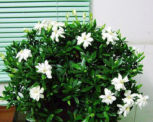 硫酸亚铁浇花有哪些好处?哪些花卉适合使用硫酸亚铁? 硫酸亚铁浇花有哪些好处?哪些花卉适合使用硫酸亚铁?