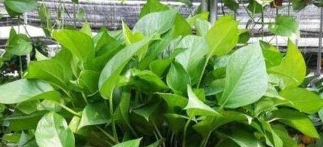 硫酸亚铁浇花有哪些好处?哪些花卉适合使用硫酸亚铁?