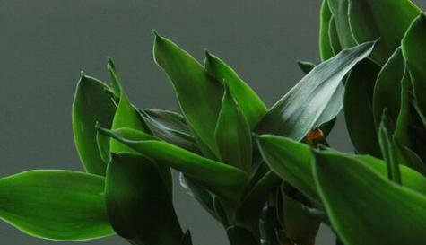 富贵之花（财运亨通）