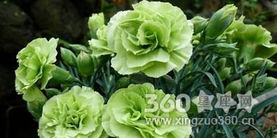 富贵之花（财运亨通）