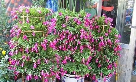 富贵之花（财运亨通）