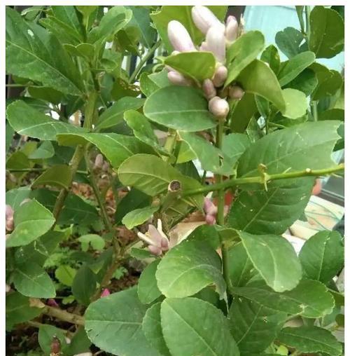 柠檬树几年开花结果?如何促进柠檬树早开花早结果? 柠檬树几年开花结果?如何促进柠檬树早开花早结果?