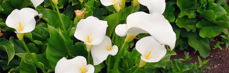 白色马蹄莲的花语——美丽与纯洁的象征（白色马蹄莲）