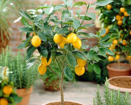 柠檬树几年开花结果？如何促进柠檬树早开花早结果？