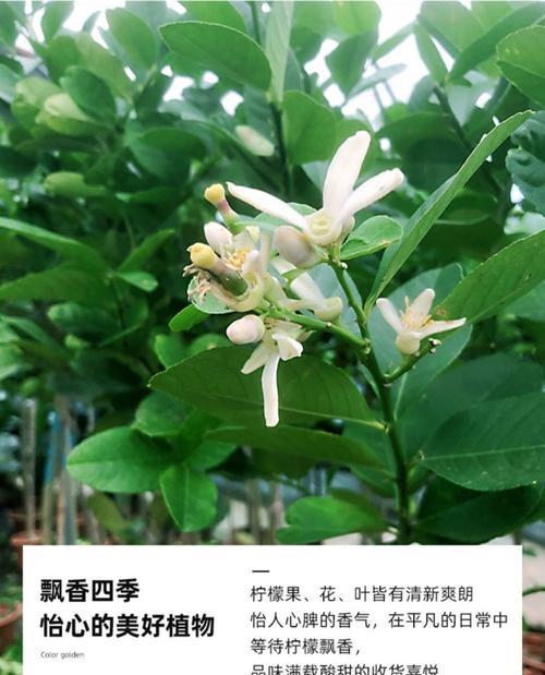 柠檬树几年开花结果?如何促进柠檬树早开花早结果? 柠檬树几年开花结果?如何促进柠檬树早开花早结果?