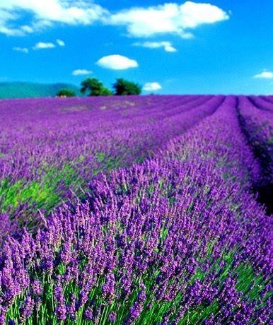 紫色薰衣草的花语与寓意（探索紫色薰衣草的美丽与象征意义）