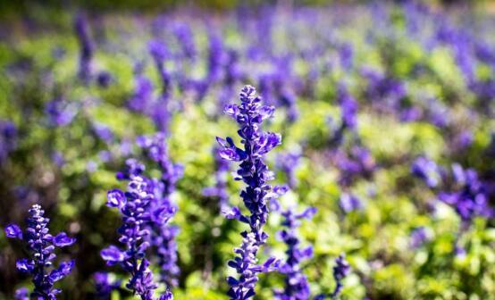 紫色薰衣草的花语与寓意（探索紫色薰衣草的美丽与象征意义）