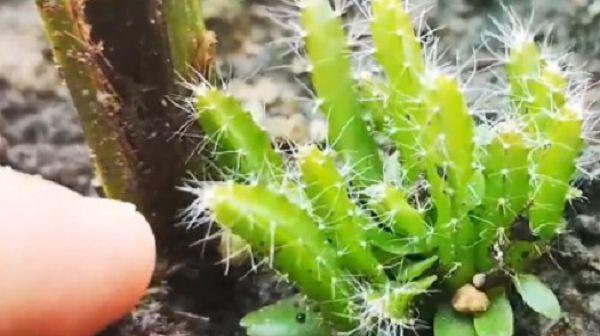 火龙果的生长过程是怎样的？从播种到收获需要多长时间？