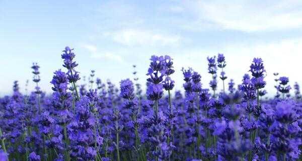 紫色薰衣草的花语与寓意（探索紫色薰衣草的美丽与象征意义）