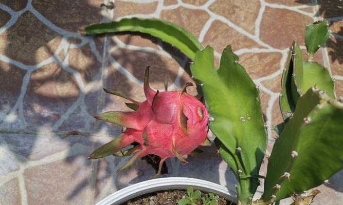 火龙果的生长过程是怎样的?从播种到收获需要多长时间? 火龙果的生长过程是怎样的?从播种到收获需要多长时间?