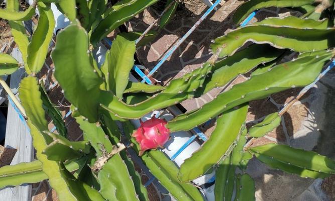 火龙果的生长过程是怎样的?从播种到收获需要多长时间? 火龙果的生长过程是怎样的?从播种到收获需要多长时间?