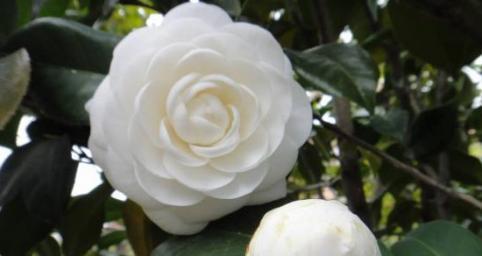 永生之花——红玫瑰的花语（用红玫瑰传递永生的寓意）