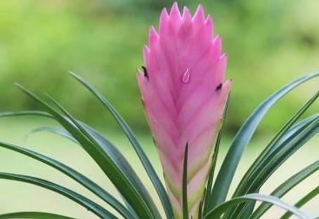 什么花的花语代表坚韧不拔？