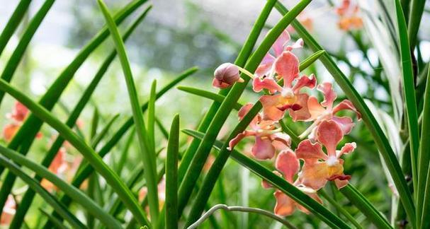 兰花花语和象征意义（兰花花语的意义及其在文化中的重要地位）