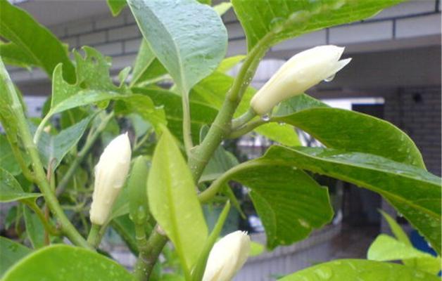 兰花花语和象征意义（兰花花语的意义及其在文化中的重要地位）