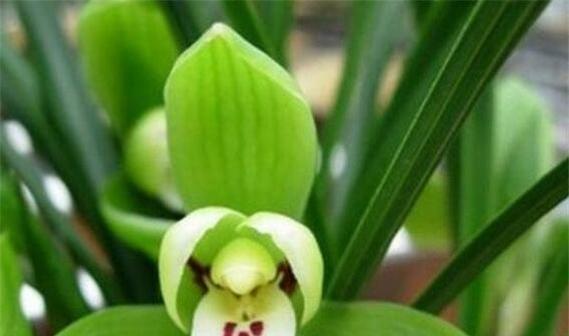 兰花花语和象征意义（兰花花语的意义及其在文化中的重要地位）