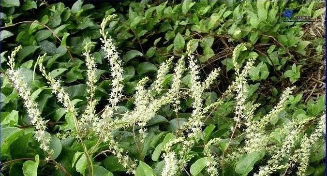 三七的生长习性特点是什么？生长环境条件有哪些要求？