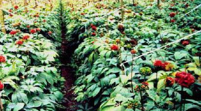 三七的生长习性特点是什么?生长环境条件有哪些要求? 三七的生长习性特点是什么?生长环境条件有哪些要求?