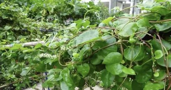 三七的生长习性特点是什么?生长环境条件有哪些要求? 三七的生长习性特点是什么?生长环境条件有哪些要求?