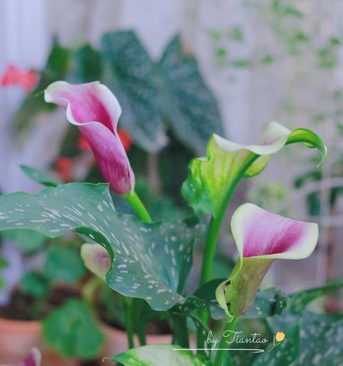 彩色马蹄莲的花语——绽放多彩生命之美（以彩色马蹄莲花为主题的花语探究与赏析）